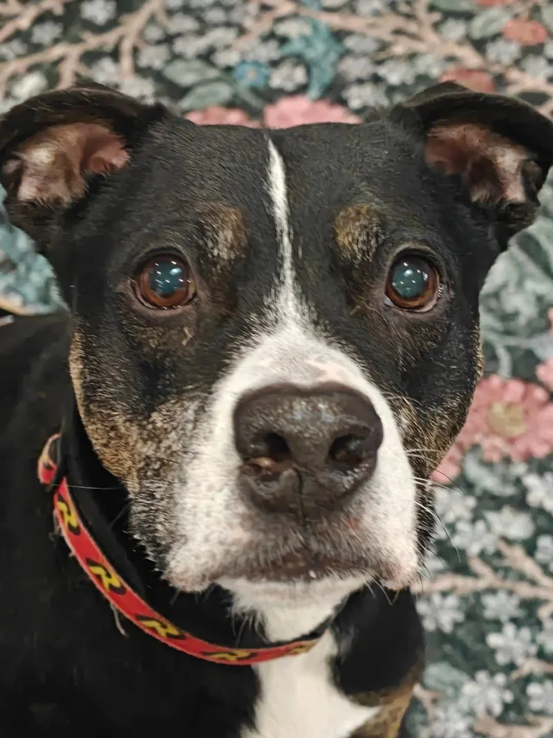 A senior medium-sized male Mixed Breed dog named Robin for adoption in New Tripoli, PA