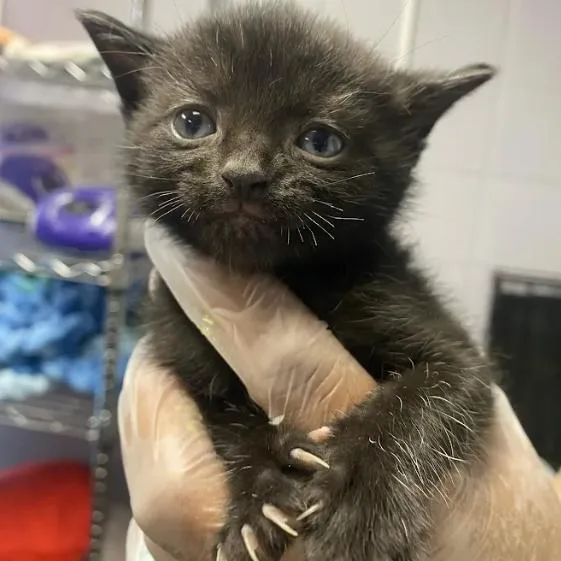 A baby small-sized female Black Domestic Short Hair cat named June for adoption in South Elgin, IL
