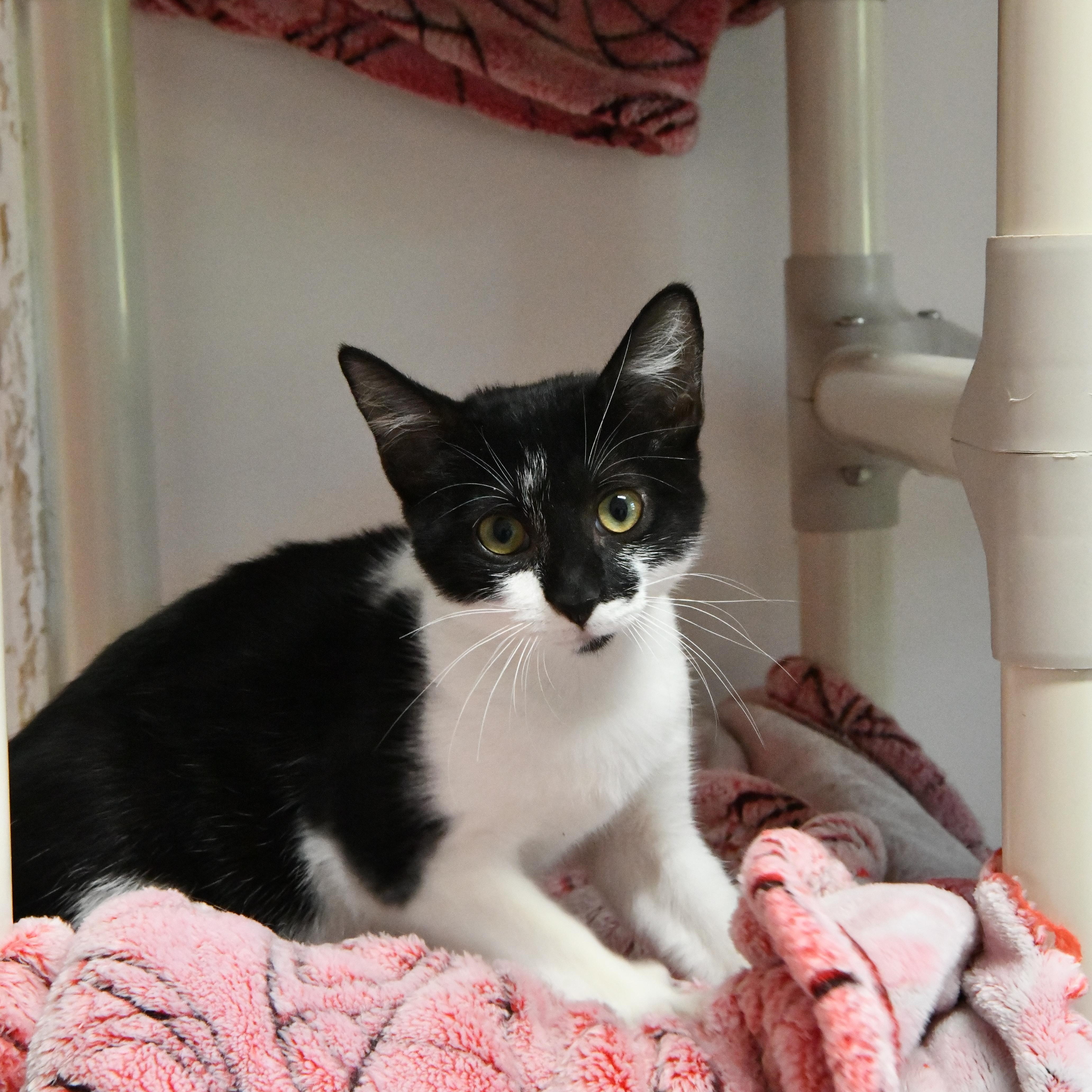 A baby medium-sized male Black & White / Tuxedo Domestic Short Hair cat named Yap for adoption in Fairhope, AL