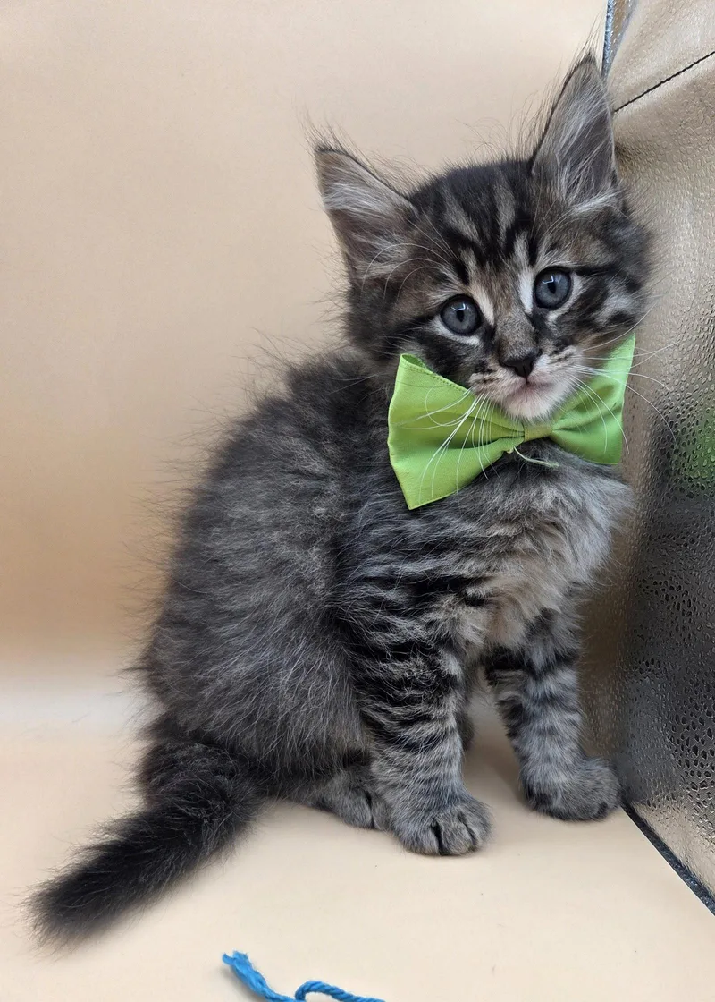 A baby medium-sized male Domestic Medium Hair cat named Spud for adoption in Magnolia Springs, AL