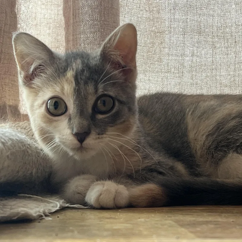 A baby medium-sized female Dilute Calico Domestic Short Hair cat named Katydid for adoption in Lemoyne, PA