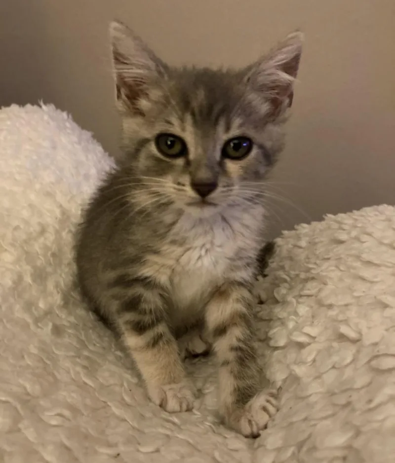 A baby medium-sized female Tabby (Gray / Blue / Silver) Tabby cat named Violet for adoption in Huntington Beach, CA