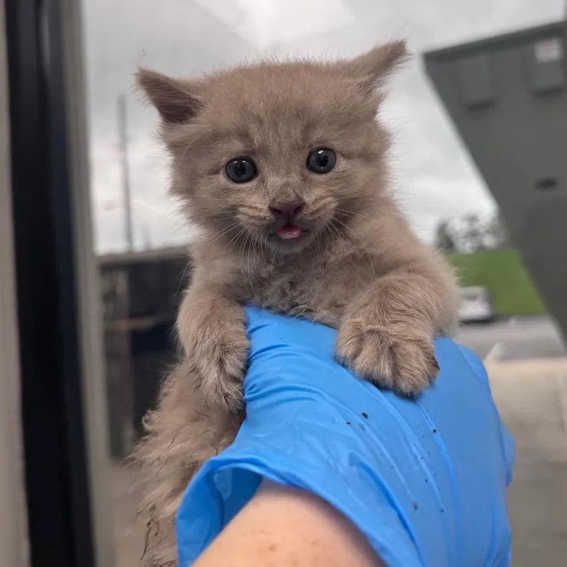 A baby small-sized male Lilac Point Domestic Long Hair cat named Bootsie Boy for adoption in Columbiana, AL