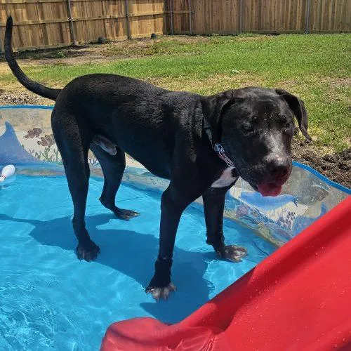 A young medium-sized male Black Mixed Breed dog named Cody for adoption in WAXAHACHIE, TX