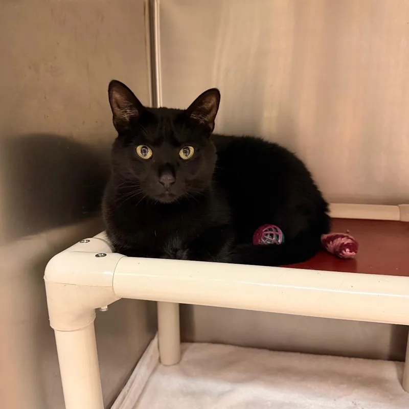 An adult large-sized female Black Domestic Short Hair cat named Luna for adoption in Chippewa Falls, WI