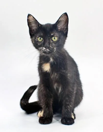 A baby small-sized female Domestic Short Hair cat named Lorelai for adoption in Morton Grove, IL