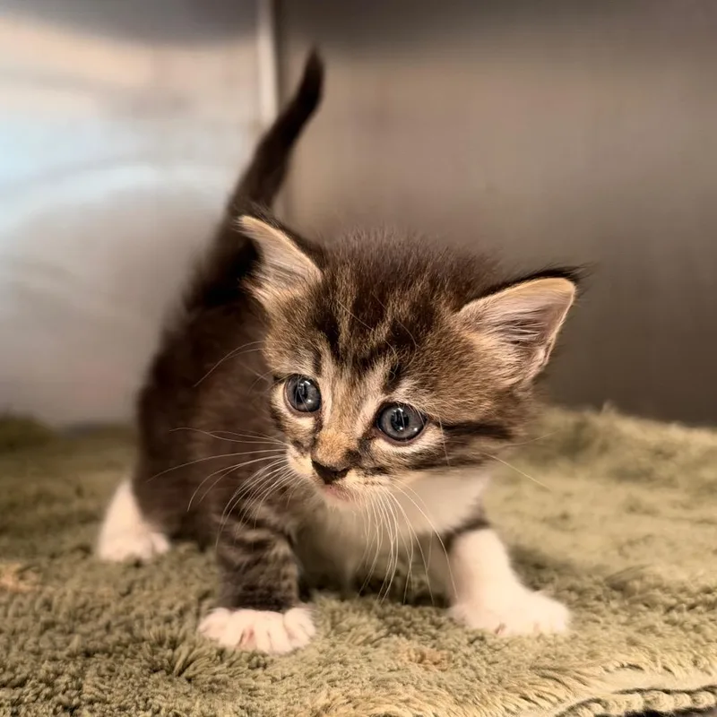 A baby small-sized female Domestic Medium Hair cat named Snickers for adoption in League City, TX