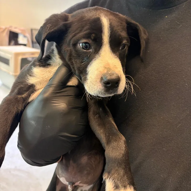 A baby small-sized male Black Mixed Breed dog named Jordin for adoption in Huntington, WV