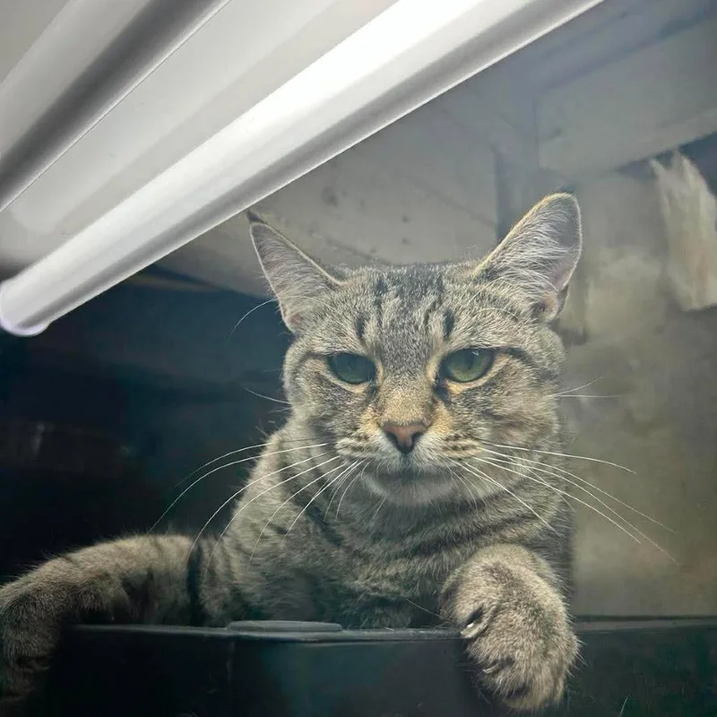 A young small-sized female Gray / Blue / Silver Domestic Short Hair cat named Celeste for adoption in Philadelphia, PA