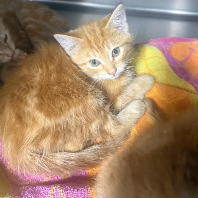 A baby small-sized male Orange / Red Domestic Long Hair cat named Jordan for adoption in Normal, IL