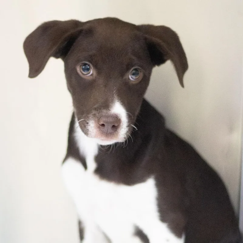 A young medium-sized female Labrador Retriever dog named Reba for adoption in Cumming, GA