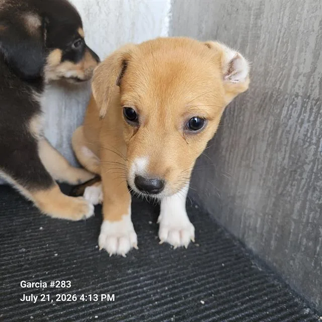 A baby small-sized male Terrier dog named Bobby for adoption in San Antonio, TX
