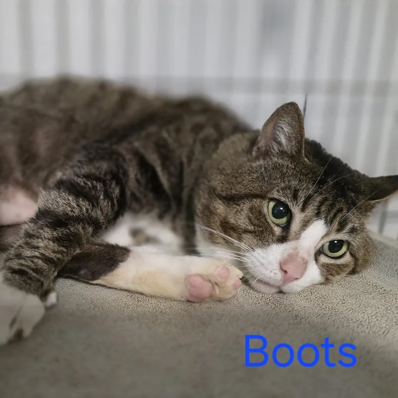 A senior large-sized male Gray / Blue / Silver Domestic Short Hair cat named Boots for adoption in Wiggins, MS
