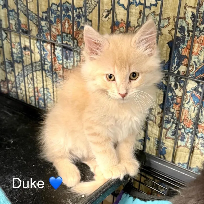 A baby small-sized male Buff / Tan / Fawn Domestic Medium Hair cat named Duke for adoption in Peachtree City, GA