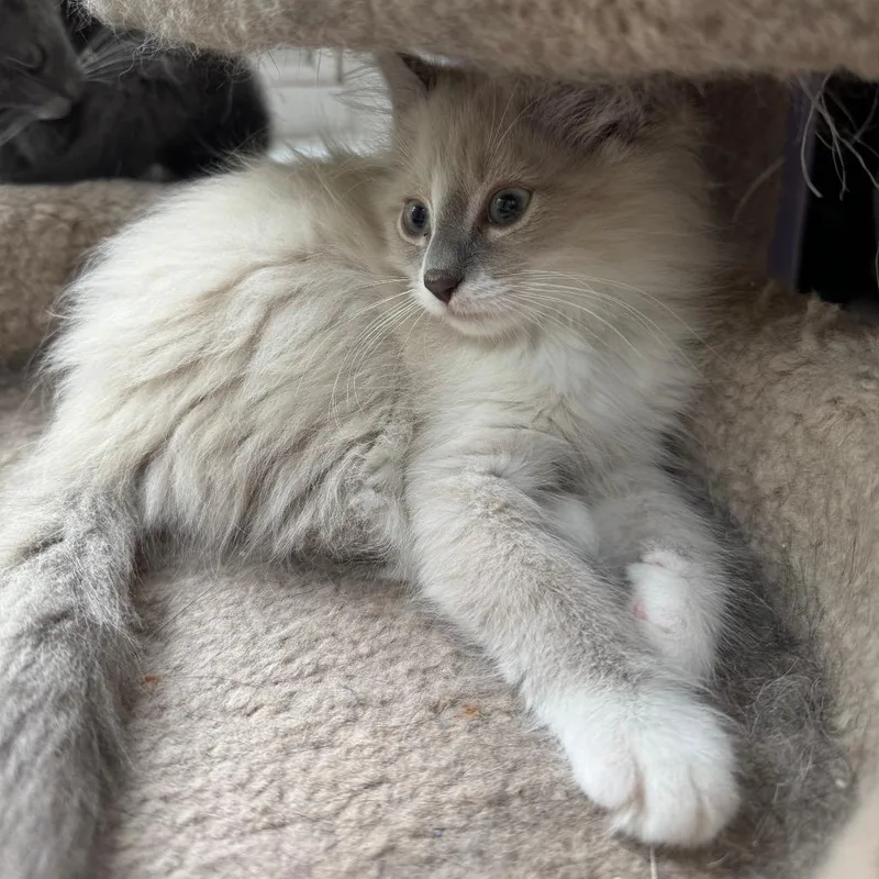 A baby small-sized male Lilac Point Domestic Medium Hair cat named Tufty Fluffytail for adoption in Durham, NC