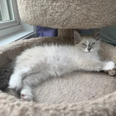 Tufty Fluffytail thumbnail 4