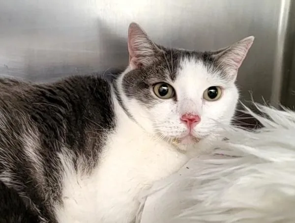 An adult large-sized male Domestic Short Hair cat named Stormy for adoption in Staten Island, NY