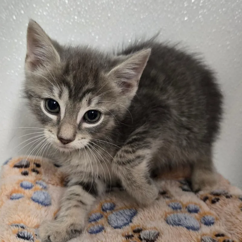 A baby small-sized male Gray / Blue / Silver Domestic Short Hair cat named Hamm for adoption in Pennsville, NJ
