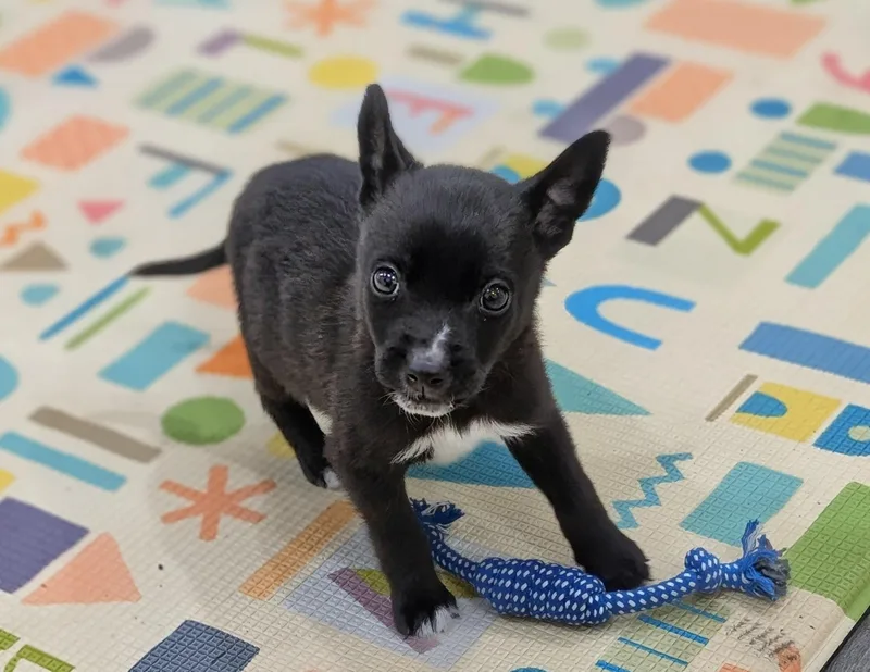 A baby small-sized female Bicolor Mixed Breed dog named Minnie for adoption in New York, NY
