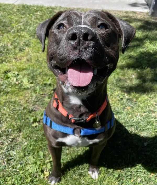 Chico