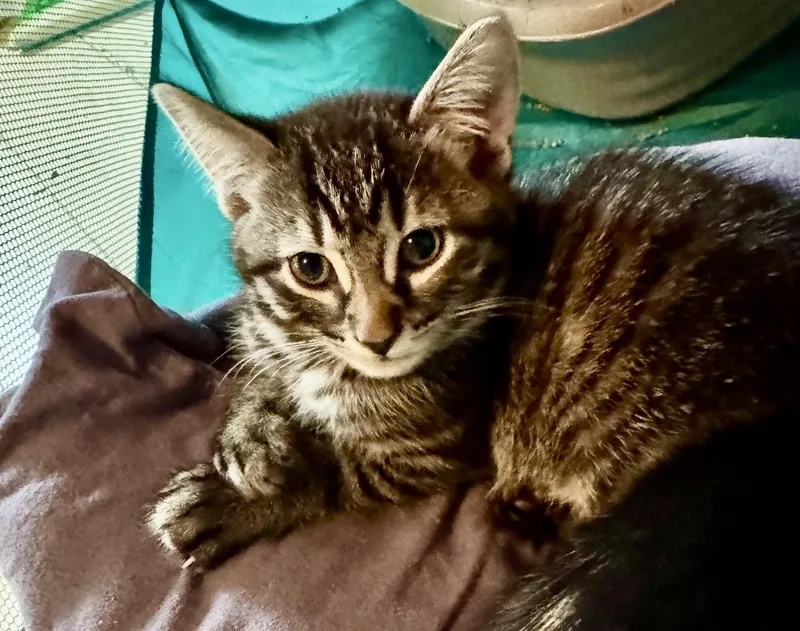 Monterey thumbnail 2