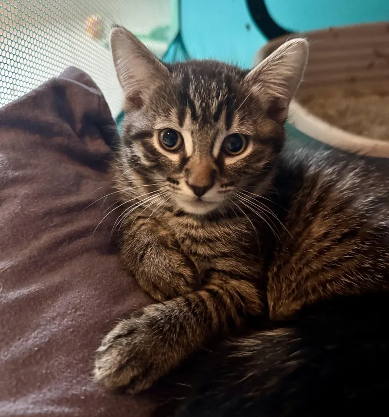 A baby medium-sized female Tabby (Brown / Chocolate) Domestic Short Hair cat named Monterey for adoption in Port Washington, WI
