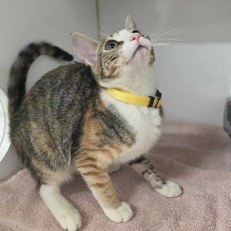 A baby small-sized female Calico Domestic Short Hair cat named Lina for adoption in Orange, CA