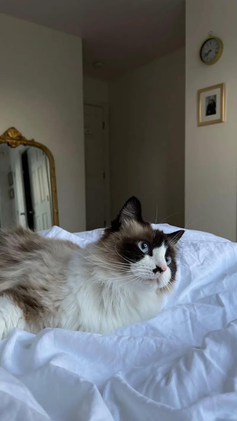 An adult medium-sized female Ragdoll cat named Lole for adoption in Nashville, TN