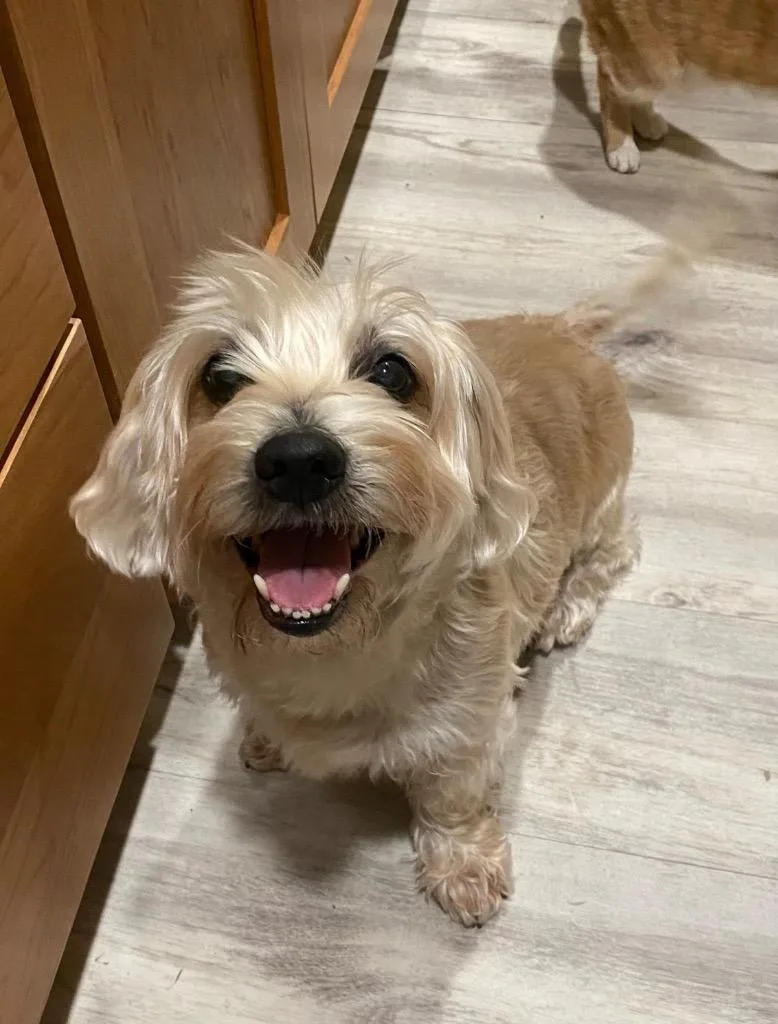 Benji