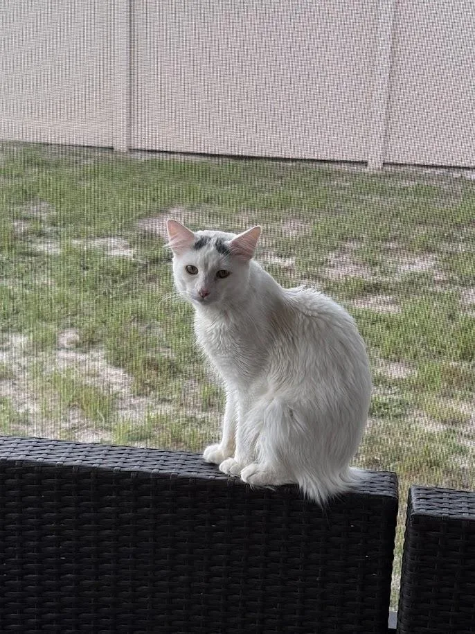 A young medium-sized male Gray & White Turkish Van cat named Scout for adoption in Deltona, FL