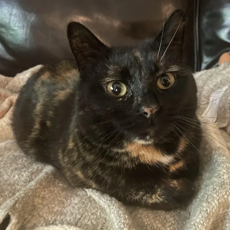 Tinkerbelle thumbnail 2