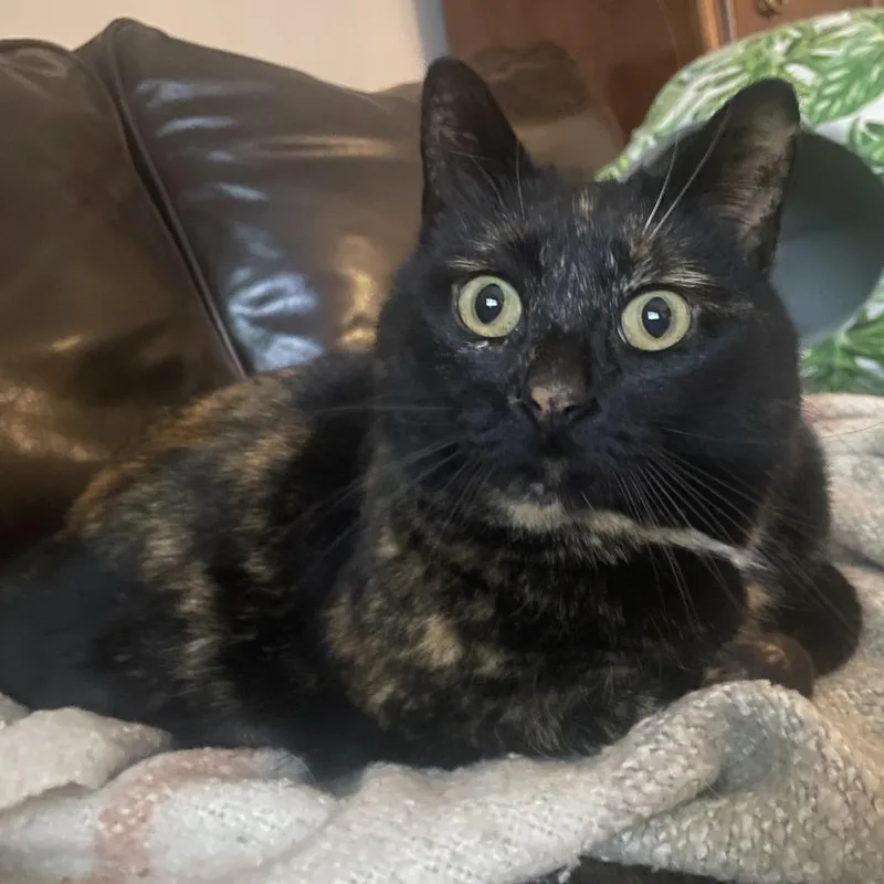 Tinkerbelle thumbnail 3