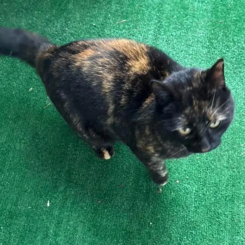 Tinkerbelle thumbnail 4