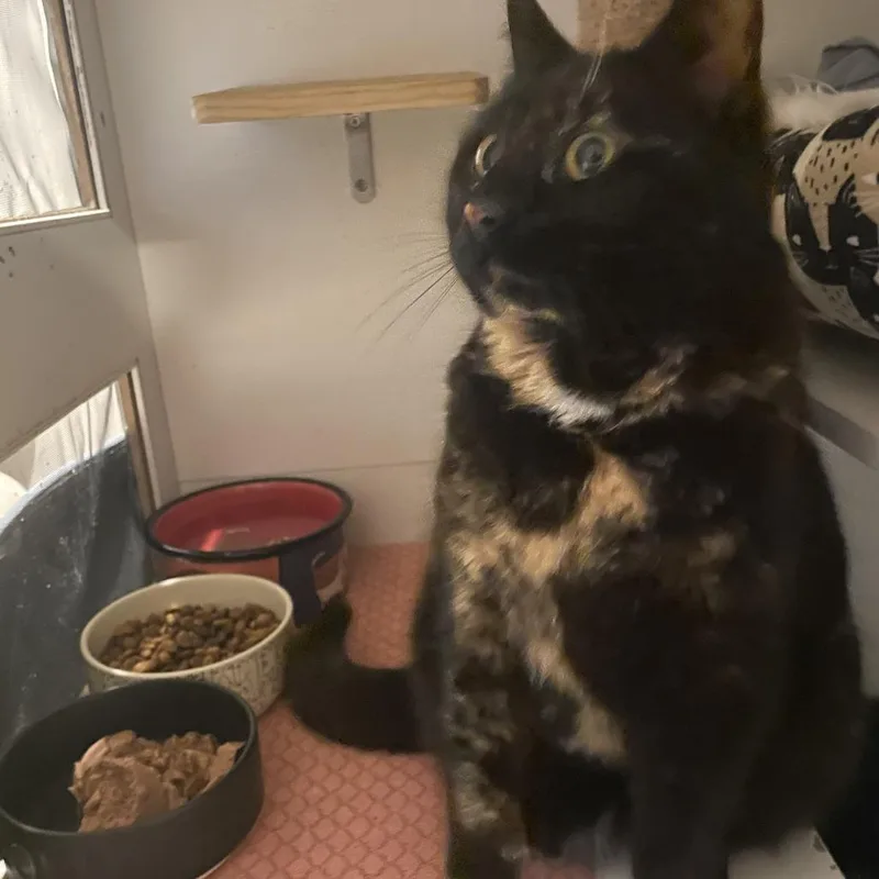 Tinkerbelle thumbnail 5