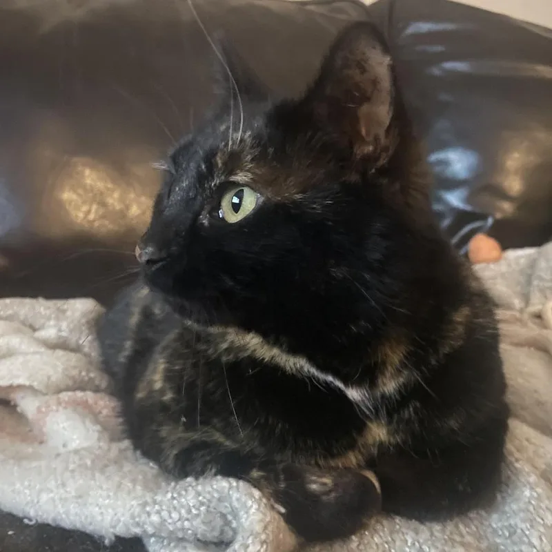 Tinkerbelle thumbnail 6