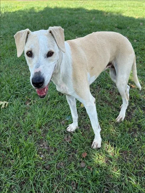 An adult medium-sized female Catahoula Leopard Dog dog named Beatrice for adoption in Conroe, TX