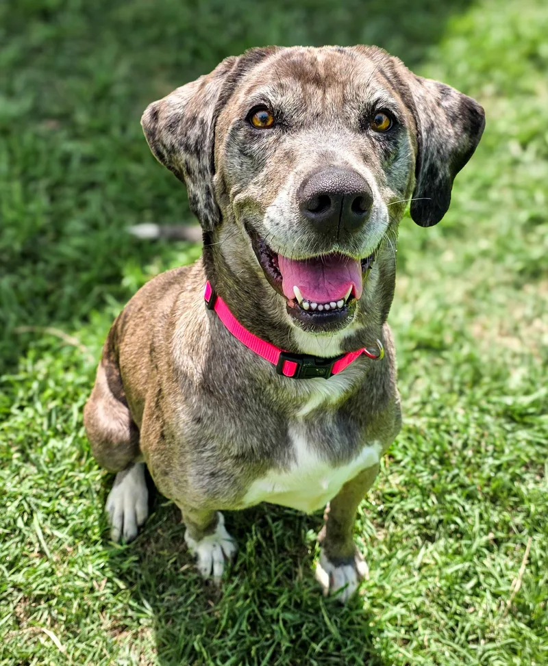 An adult large-sized female Gray / Blue / Silver Catahoula Leopard Dog dog named Estella for adoption in Gainesville, TX