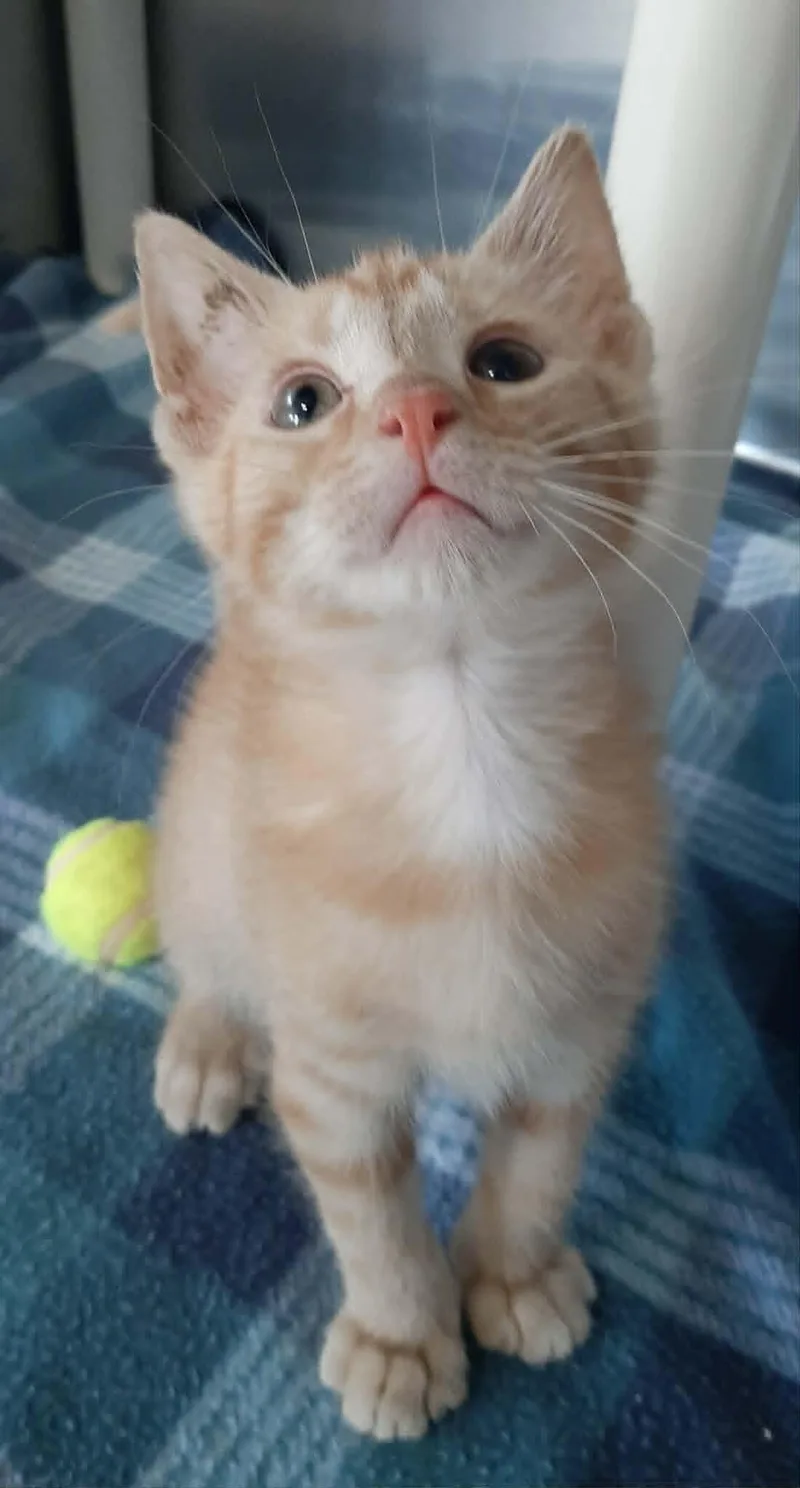 A baby medium-sized male Orange / Red Domestic Short Hair cat named Scrump for adoption in Georgetown, OH