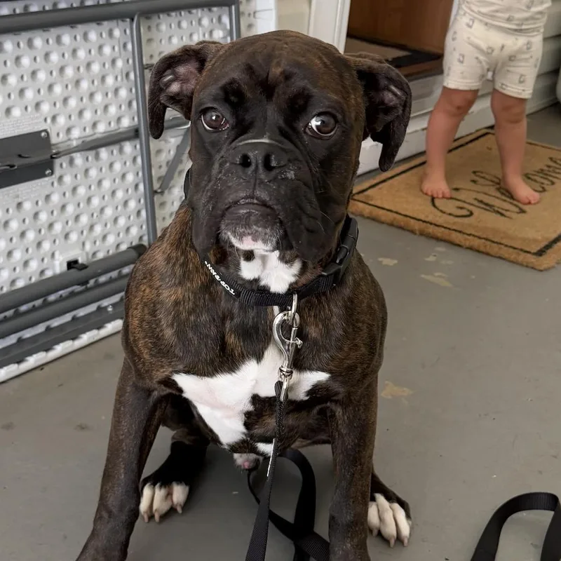A baby large-sized male Boxer dog named Bruno for adoption in Tallahassee, FL