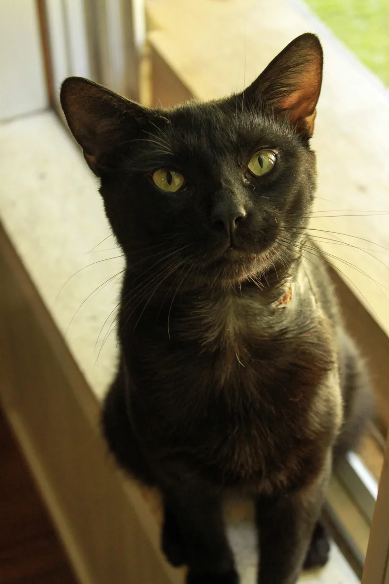 A young medium-sized male Black Domestic Short Hair cat named Vader for adoption in Ona, WV