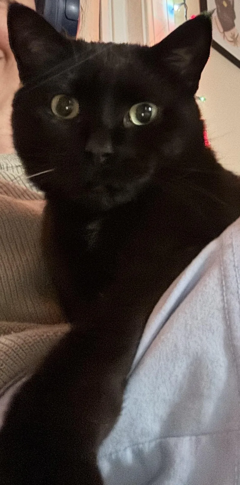 An adult medium-sized male Black Domestic Short Hair cat named Shadow for adoption in Chicago, IL