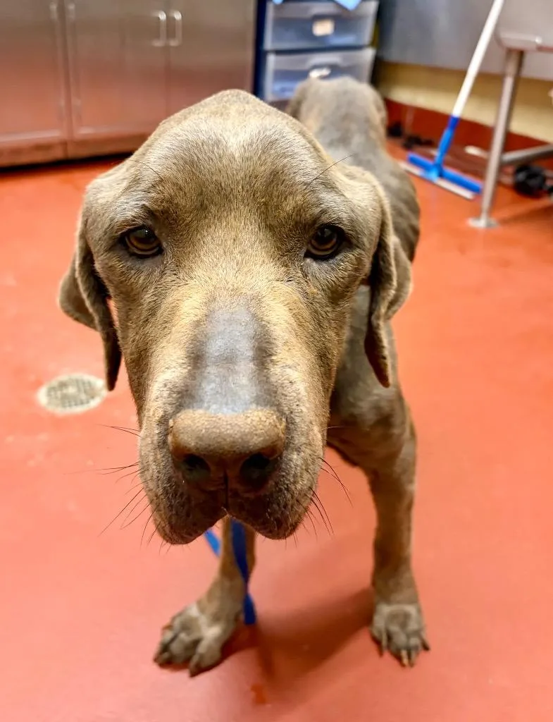 An adult large-sized female Mastiff dog named Marissa for adoption in Douglasville, GA