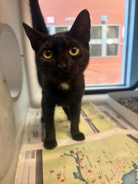 A baby small-sized female Domestic Short Hair cat named Luna for adoption in San Jose, CA