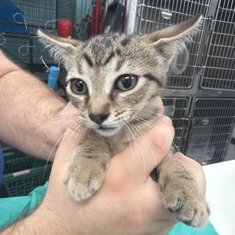 A baby small-sized male Brown / Chocolate Domestic Short Hair cat named Sparkler for adoption in Port Charlotte, FL