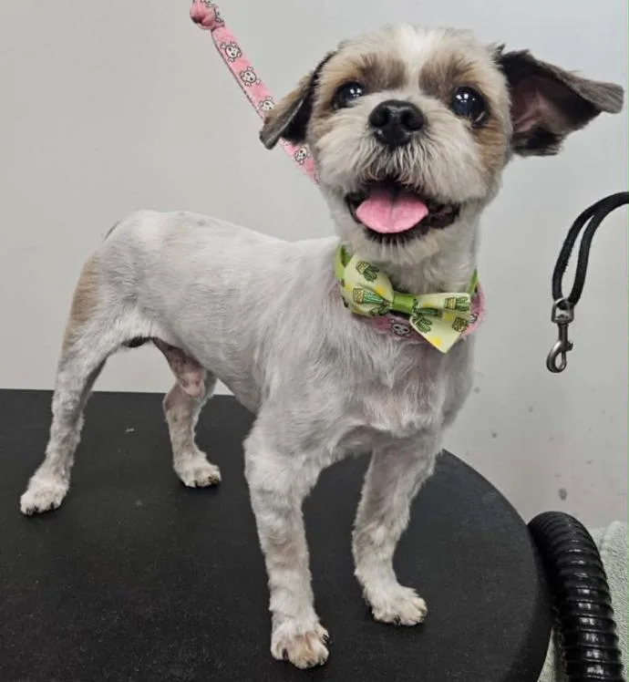An adult small-sized male Gray / Blue / Silver Shih Tzu dog named Shindig for adoption in Phoenix, AZ