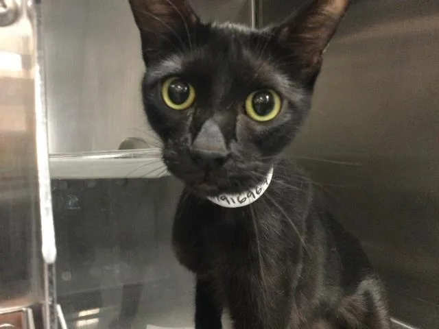 A young small-sized female Domestic Short Hair cat named Fibi for adoption in Thousand Palms, CA