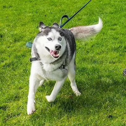 Echo