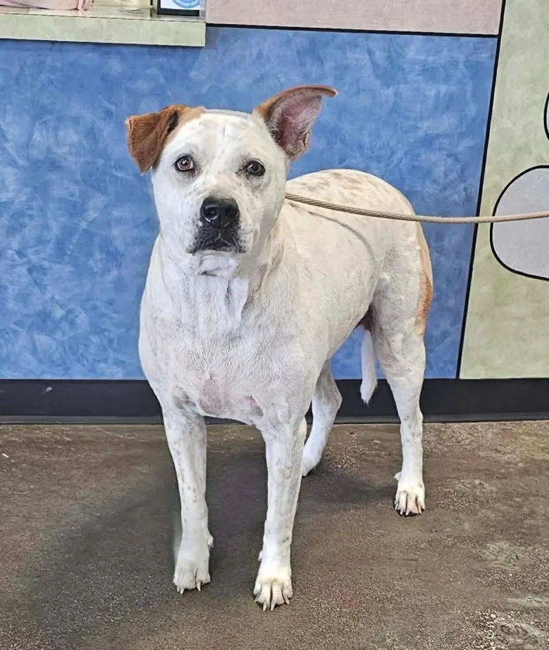 An adult medium-sized female Pit Bull Terrier dog named Bella for adoption in Rockwall, TX
