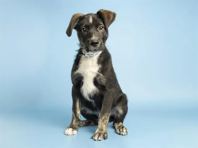 A baby small-sized male Pit Bull Terrier dog named Bark Twain for adoption in Phoenix, AZ