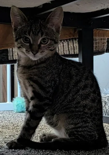 A young small-sized male Domestic Short Hair cat named WidgetRed for adoption in Cecil, WI